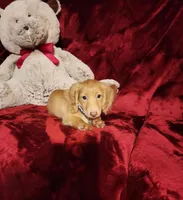 SUNNY , a male Miniature Dachshund for sale in Polk City, FL – Photo 2 of 10