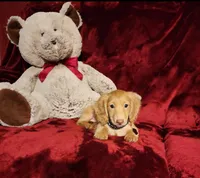 SUNNY , a male Miniature Dachshund for sale in Polk City, FL – Photo 8 of 10