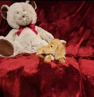 SUNNY , a male Miniature Dachshund for sale in Polk City, FL – Photo 5 of 10