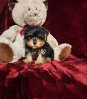 ONYX, a male Yorkshire Terrier for sale in Polk City, FL – 5 of 10