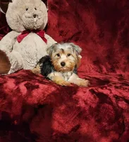 KOBE, a male Yorkshire Terrier for sale in Polk City, FL – 5 of 10