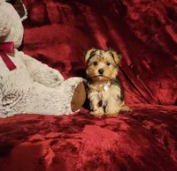 LUCA, a male Yorkshire Terrier for sale in Polk City, FL – 2 of 10