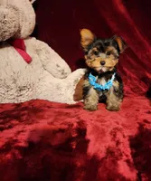 TEDDY, a male Yorkshire Terrier for sale in Polk City, FL – 1 of 10