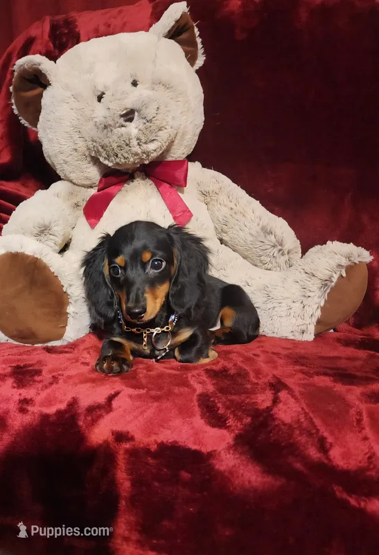 ELI – Miniature Dachshund puppy for sale in Polk City, FL