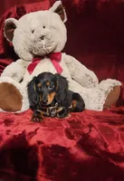 ELI, a male Miniature Dachshund for sale in Polk City, FL – 1 of 10