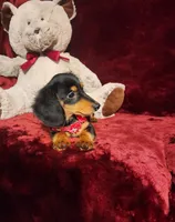 CINDER, a female Miniature Dachshund for sale in Polk City, FL – 4 of 10