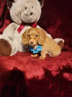 PEACHES , a female Miniature Dachshund for sale in Polk City, FL – 10 of 10