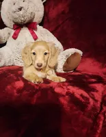 WINNIE, a female Miniature Dachshund for sale in Polk City, FL – 7 of 10