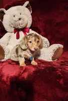 SMORES, a male Miniature Dachshund for sale in Polk City, FL – 3 of 10