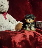ONYX, a male Yorkshire Terrier for sale in Polk City, FL – 7 of 10