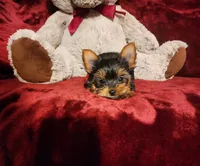 POPPY, a female Yorkshire Terrier for sale in Polk City, FL – 9 of 10