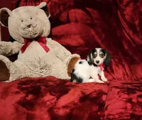 SHASTA, a female Miniature Dachshund for sale in Polk City, FL – 2 of 10