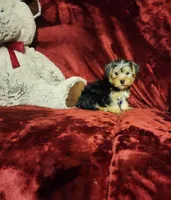 KOBE, a male Yorkshire Terrier for sale in Polk City, FL – 7 of 10