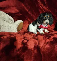 LAKOTA, a female Miniature Dachshund for sale in Polk City, FL – 5 of 10