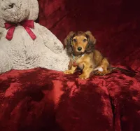 SUTTON, a male Miniature Dachshund for sale in Polk City, FL – 10 of 10
