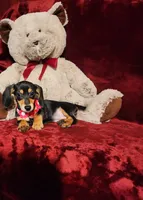 MONTANA, a female Miniature Dachshund for sale in Polk City, FL – 8 of 10