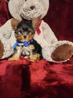 PEANUT, a male Yorkshire Terrier for sale in Polk City, FL – 9 of 10