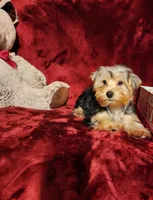 KOBE, a male Yorkshire Terrier for sale in Polk City, FL – 2 of 10