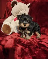BEAR BEAR , a male Yorkshire Terrier for sale in Polk City, FL – 3 of 10