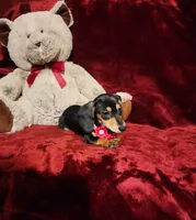 MONTANA, a female Miniature Dachshund for sale in Polk City, FL – 7 of 10