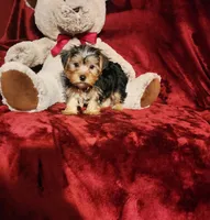 KOBE, a male Yorkshire Terrier for sale in Polk City, FL – 4 of 10