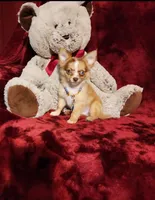 MANGO, a male Chihuahua for sale in Polk City, FL – 2 of 10