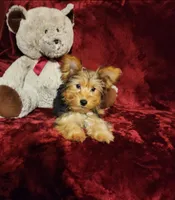 ZOE, a female Yorkshire Terrier for sale in Polk City, FL – 7 of 10