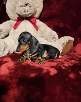 HANK, a male Miniature Dachshund for sale in Polk City, FL – 5 of 10