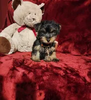 BEAR BEAR , a male Yorkshire Terrier for sale in Polk City, FL – 7 of 10
