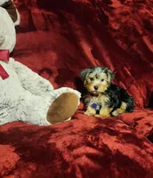KOBE, a male Yorkshire Terrier for sale in Polk City, FL – 10 of 10