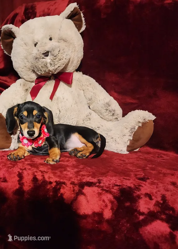 MONTANA – Miniature Dachshund puppy for sale in Polk City, FL
