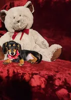 MONTANA, a female Miniature Dachshund for sale in Polk City, FL – 1 of 10