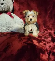 LOKI, a male Yorkshire Terrier for sale in Polk City, FL – 2 of 10