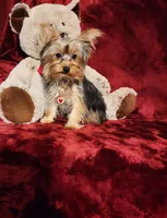 TILLY, a female Yorkshire Terrier for sale in Polk City, FL – 6 of 10