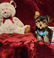 TEDDY, a male Yorkshire Terrier for sale in Polk City, FL – 5 of 10