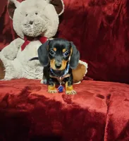 JASPER, a male Miniature Dachshund for sale in Polk City, FL – 4 of 10