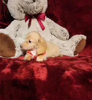 BUTTERCUP, a female Miniature Dachshund for sale in Polk City, FL – 6 of 10