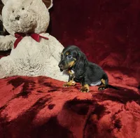 WALKER, a male Miniature Dachshund for sale in Polk City, FL – 5 of 10