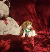 MAVERICK, a male Miniature Dachshund for sale in Polk City, FL – 7 of 10