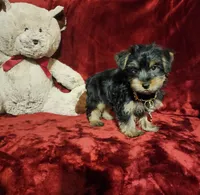 BEAR BEAR , a male Yorkshire Terrier for sale in Polk City, FL – 10 of 10