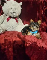 KNOX, a male Yorkshire Terrier for sale in Polk City, FL – 4 of 10
