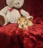 MOCHI, a female Miniature Dachshund for sale in Polk City, FL – 7 of 10