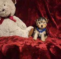 KODY, a male Yorkshire Terrier for sale in Polk City, FL – 1 of 10