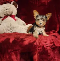 PRINCETON, a male Yorkshire Terrier for sale in Polk City, FL – Photo 7 of 10