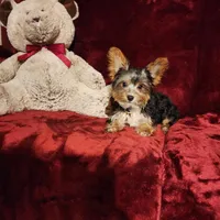 PRINCETON, a male Yorkshire Terrier for sale in Polk City, FL – Photo 2 of 10