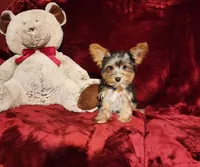 PRINCETON, a male Yorkshire Terrier for sale in Polk City, FL – Photo 6 of 10