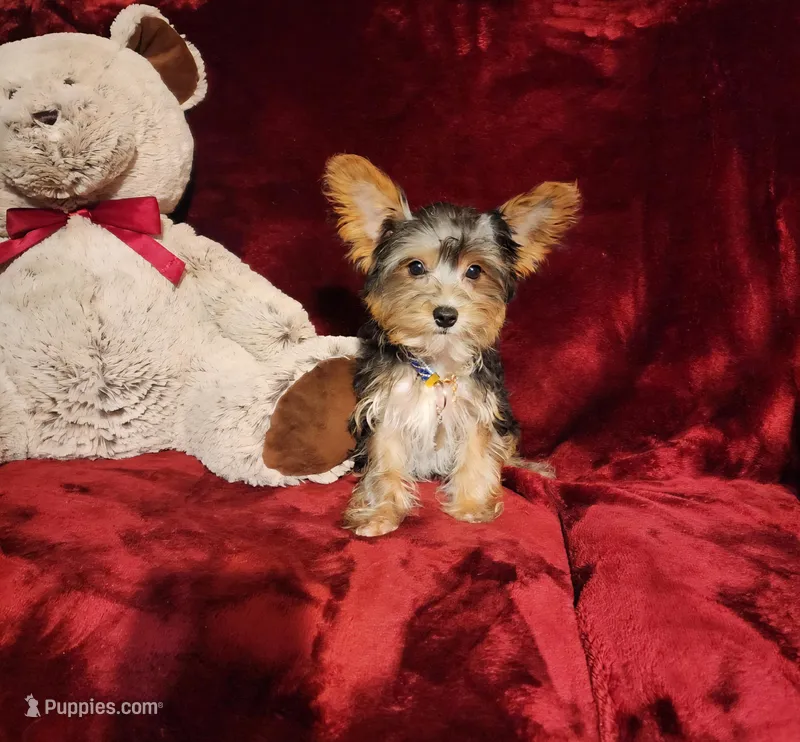 PRINCETON – Yorkshire Terrier puppy for sale in Polk City, FL