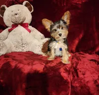 PRINCETON, a male Yorkshire Terrier for sale in Polk City, FL – Photo 5 of 10