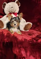 PRINCETON, a male Yorkshire Terrier for sale in Polk City, FL – Photo 4 of 10