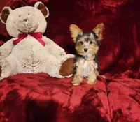 PRINCETON, a male Yorkshire Terrier for sale in Polk City, FL – Photo 10 of 10